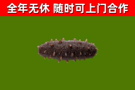 尚志烟酒回收干海参.jpg